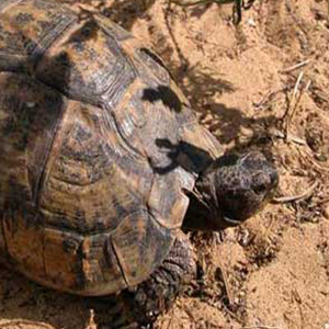 Tortuga Mora en Doñana - Doñana Reservas