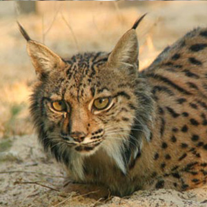 Lince Ibérico en Doñana - Doñana Reservas