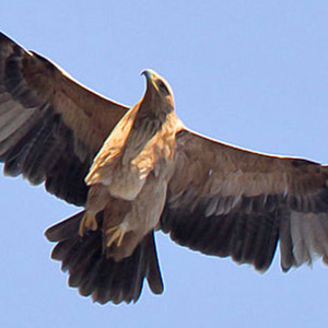 Águila Imperial en Doñana - Doñana Reservas