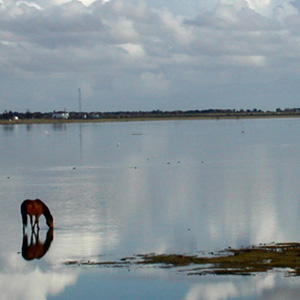 Marismas de Doñana - Doñana Reservas