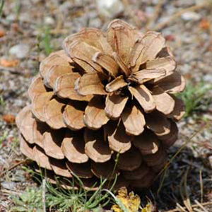 Stone pine of Doñana - Doñana Reservas