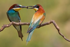 El ave arco iris. - Doñana Reservas