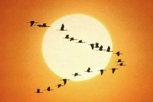 EL FENÓMENO DE LA MIGRACIÓN - Doñana Reservas