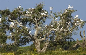 Alcornoque. Un ecosistema propio - Doñana Reservas