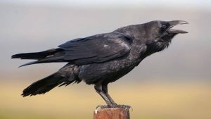 La inteligencia de los córvidos - Doñana Reservas La inteligencia de los córvidos - Doñana Reservas