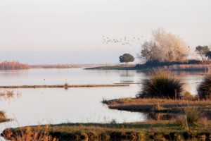 Las lluvias devuelven el latir a Doñana - Doñana Reservas