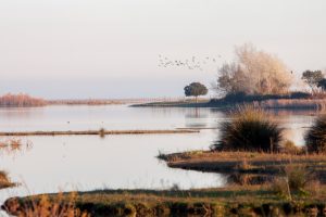 Las lluvias devuelven el latir a Doñana, Doñana Reservas