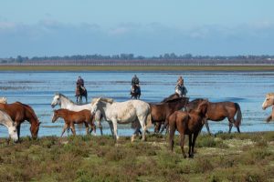 Inicio - Doñana Reservas