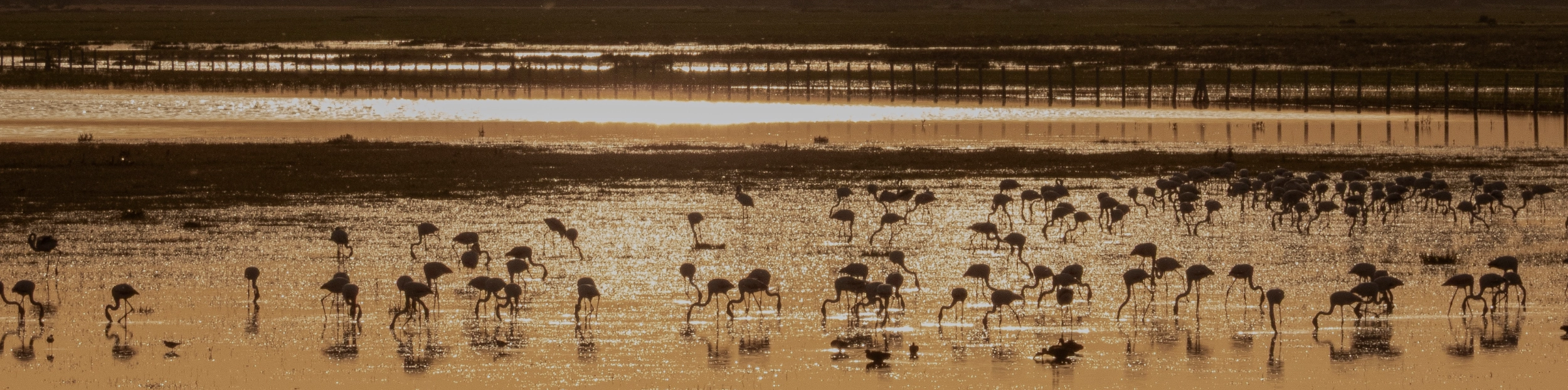 Combined visit - Doñana Reservas Combined visit - Doñana Reservas